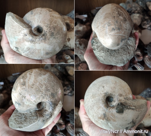 Rondiceras, Cadoceras, Cadoceratinae, Cardioceratidae, Rondiceras geerzense, Cadoceras geerzense