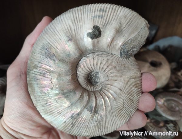 Kepplerites, Kepplerites galilaeii, устье, Kosmoceratidae, Gowericeras, keppleritinae, Gowericeras galilaeii, kepplerites copernici, gowericeras copernici