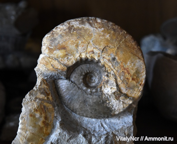 Kosmoceras, Kosmoceratidae, Gulielmites, Kosmoceras obductum, Kosmoceratinae