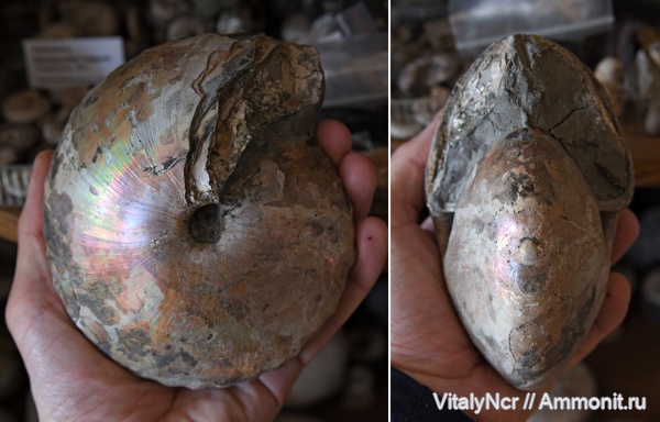 Cadochamoussetia, Cadoceratinae, Cardioceratidae, Cadochamoussetia subpatruus