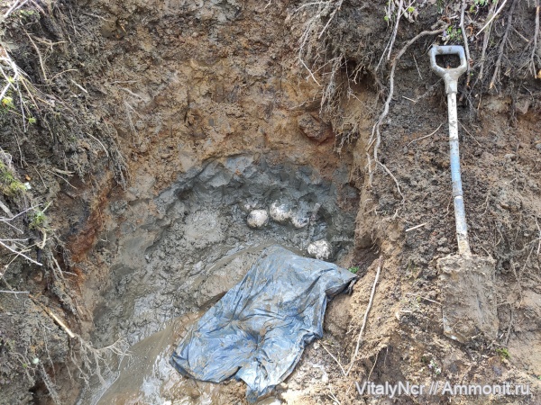 Rondiceras, Cadoceras, Cadoceratinae, Cardioceratidae