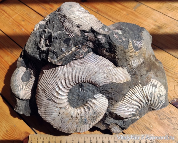 Kepplerites, Kosmoceratidae, Kepplerites svalbardensis, keppleritinae