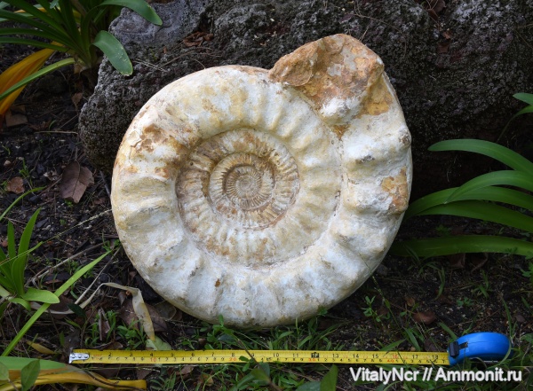 мегаконхи, Perisphinctidae, Kranaosphinctes