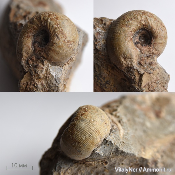 Sphaeroceratidae, Frogdenites