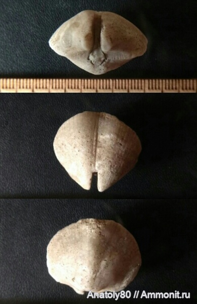 Брахиопода.