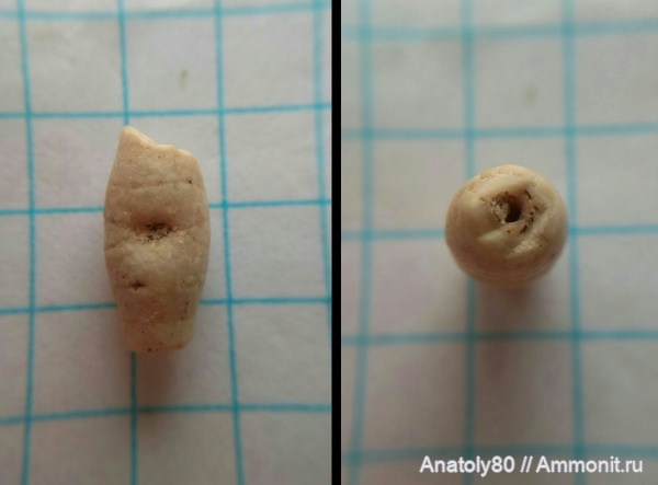 Фрагмент повреждённого стебля.