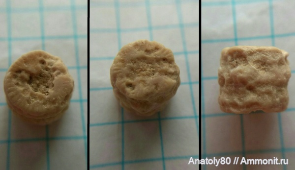 Фрагмент стебля морской лилии.