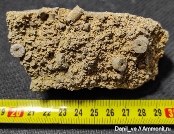 иглокожие, беспозвоночные