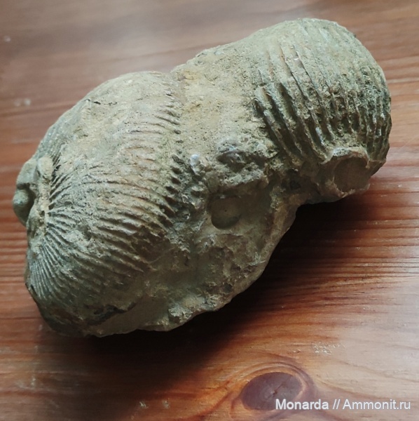 Что или кто это?