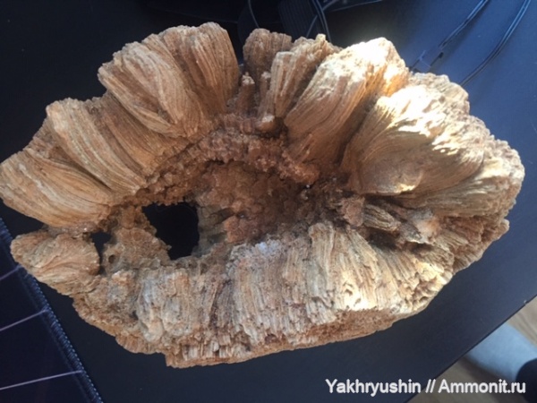 кораллы кораллы