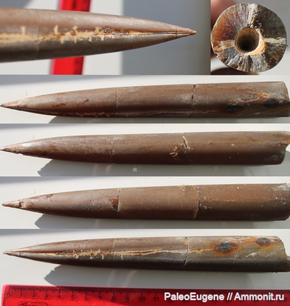 белемниты, волжский ярус, верхняя юра, Lagonibelus, Belemnitida, горючие сланцы, lagonibelus magnificus
