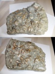 Плита песчаника с ядрами моллюсков Buchia sp.