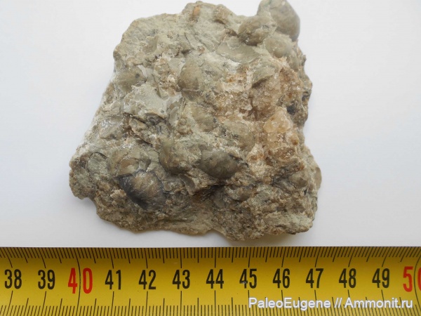 брахиоподы, силур, известняк, ледниковый период, морена, Калининградская область, четвертичные отложения