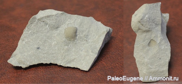 двустворки, палеозой, двустворчатые моллюски, известняк, ледниковый период, четвертичный период, морена, Калининградская область, четвертичные отложения