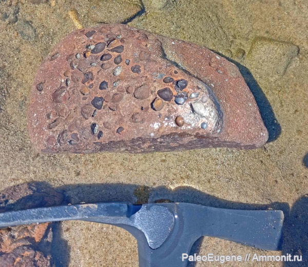 палеоген, двустворки, эоцен, песчаник, bivalvia, приабон, Калининградская область