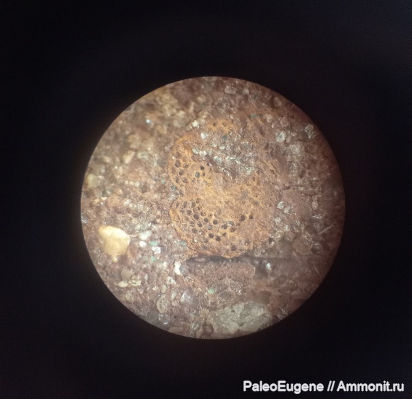 палеоген, эоцен, Bryozoa, приабон, Калининградская область