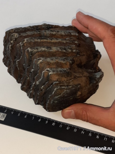 зубы, мамонты, Татарстан