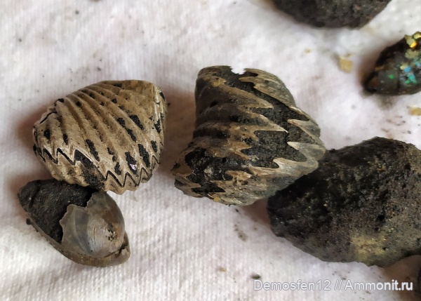 брахиоподы, Mosquella oxyoptycha, Mosquella, Rhynchonellida