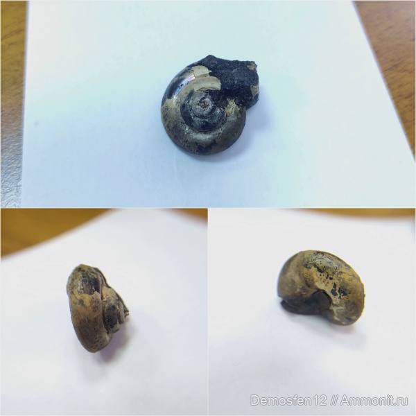 гастроподы, юра, средний подъярус волжского яруса, Нижние Мневники, Jurassic