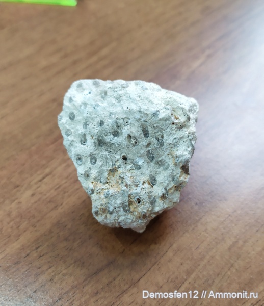 табуляты, Tabulata, сирингопоры, визейский ярус, syringopora gigantea