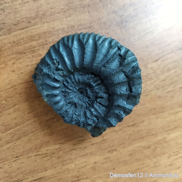 аммониты, Москва, волжский ярус, зона Dorsoplanites panderi