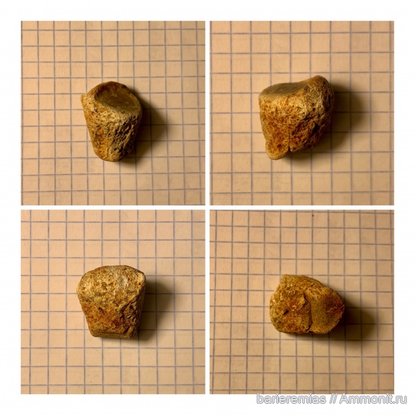 рептилии, водные рептилии, позвоночные