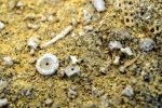 Микрофоссилии. Мелкие фрагменты Bryozoans, Echinoidea и Crinoidea