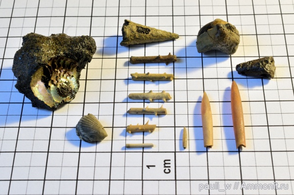 юра, Hibolites, Echinoidea, Rhynchonella