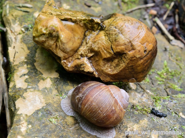 брахиоподы, карбон, Москва, морена