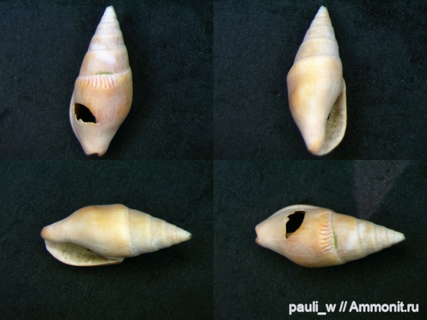 Пляжи района Строгино