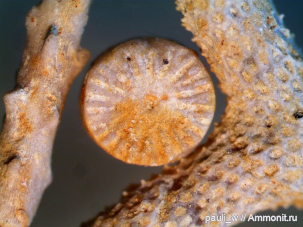 Гжель, Echinoidea, Bryozoa, Crinoidea