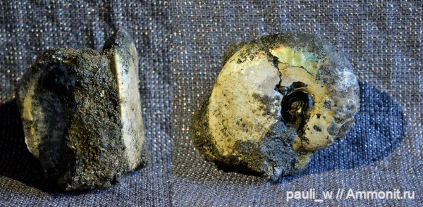 юра, Фили, Garniericeras, Garniericeras catenulatum