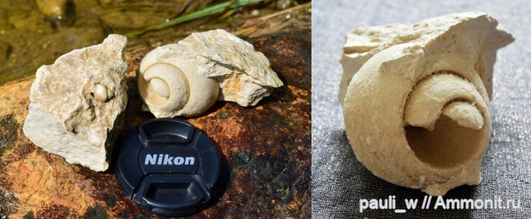 карбон, брюхоногие моллюски, Soleniscus, средний карбон