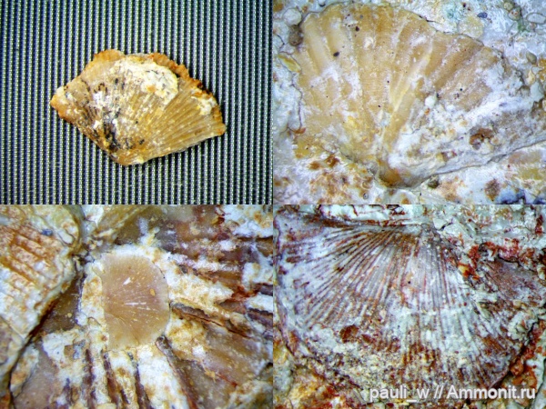 брахиоподы, нижний карбон, Заборье