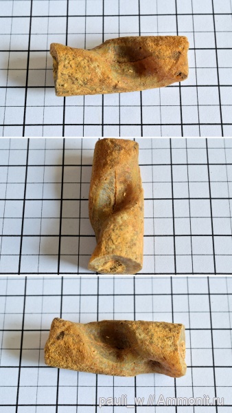 белемниты, юра, Гжель, прижизненные повреждения