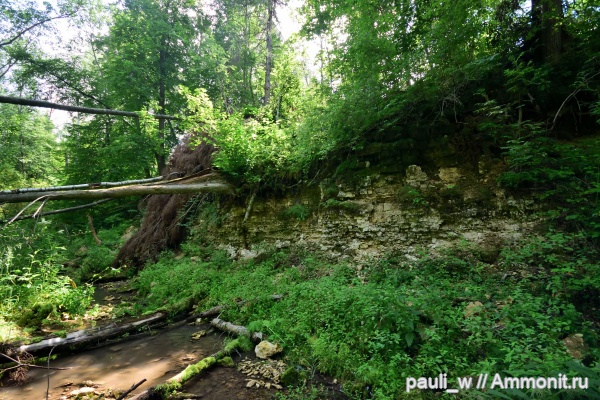 брахиоподы, морские ежи, морские лилии, брюхоногие моллюски, средний карбон