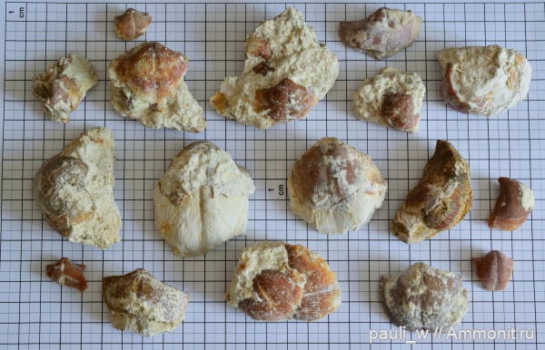 брахиоподы, Choristites, средний карбон