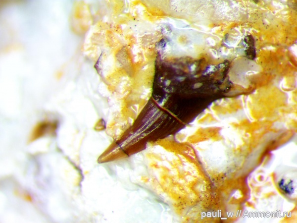 рыбы, нижний карбон, Palaeonisciformes, зубы рыб, Заборье, палеониски