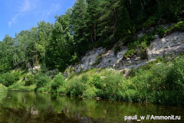 брахиоподы, морские ежи, морские лилии, брюхоногие моллюски, средний карбон