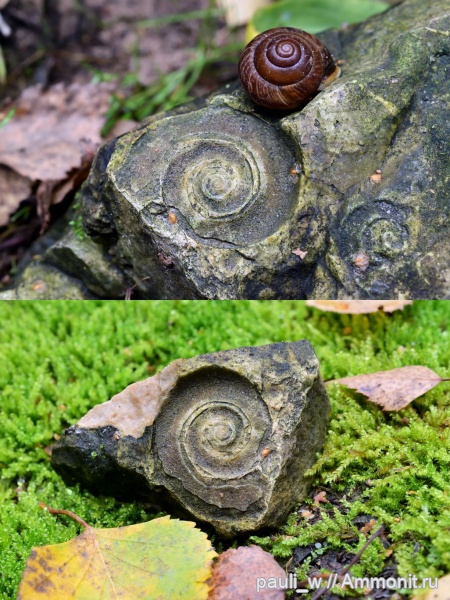 гастроподы, карбон, Москва, морена