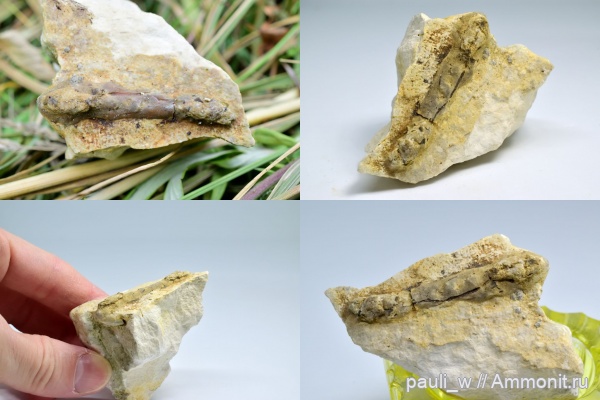 рыбы, средний карбон