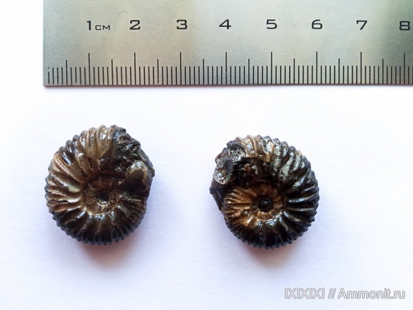 аммониты, Ундоры, Городищи, Speetoniceras