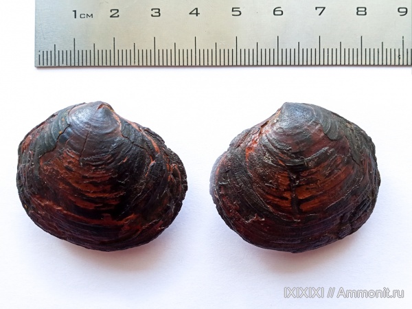 Ундоры, Городищи, Astarte