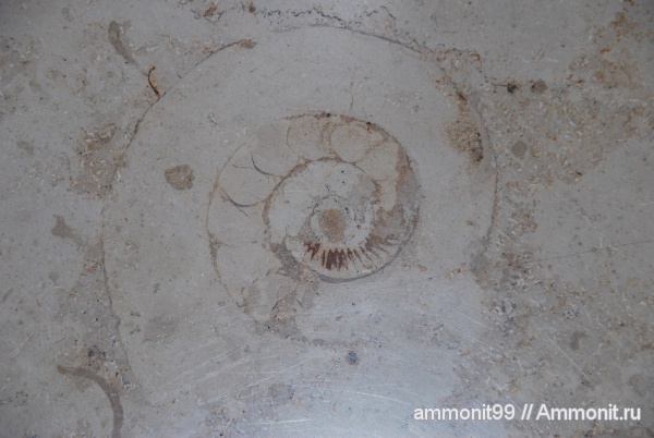 Германия, головоногие моллюски, окаменелости в интерьере, баварский известняк, баварский мрамор