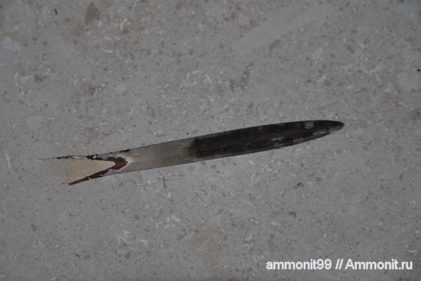 белемниты, Германия, головоногие моллюски, окаменелости в интерьере, баварский известняк, баварский мрамор, belemnites