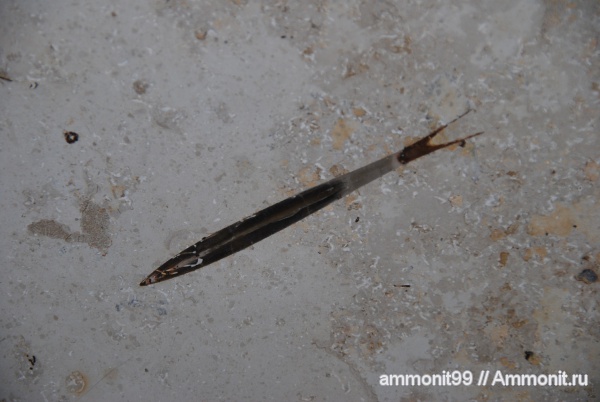 белемниты, Германия, головоногие моллюски, окаменелости в интерьере, баварский известняк, баварский мрамор, belemnites