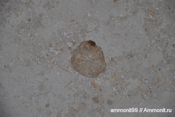 кораллы, Германия, одиночные кораллы, окаменелости в интерьере, баварский известняк, баварский мрамор