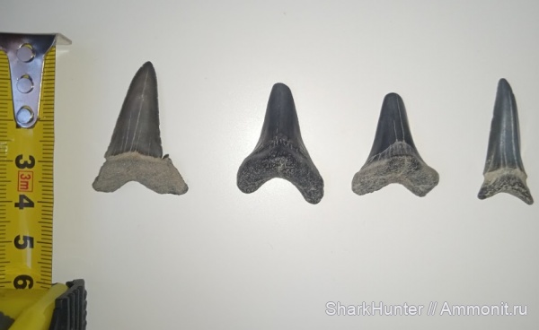 Otodus, Otodus aksuaticus, Otodus minori, акулы палеогена