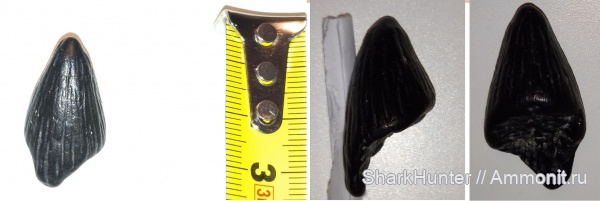 Platypterygius, Ophthalmosauridae