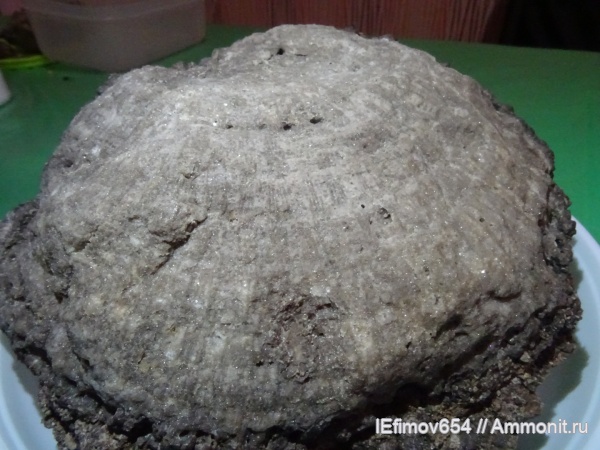 двустворки, Крым, Судак